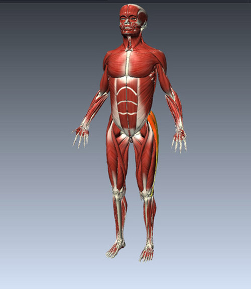 Tìm hiểu chức năng của các hệ thống bên trong cơ thể con người 2